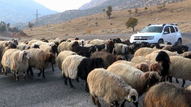 Koyun sürüsü karayolunu trafiğe kapattı, sürücüler ne yapacaklarını şaşırdı
