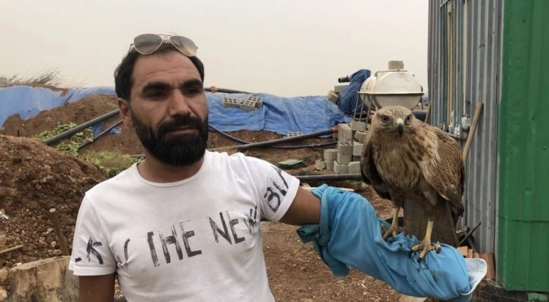 Yaralı halde bulduğu kartalı iyileştirdi, hayvan bir daha yanından ayrılmadı

