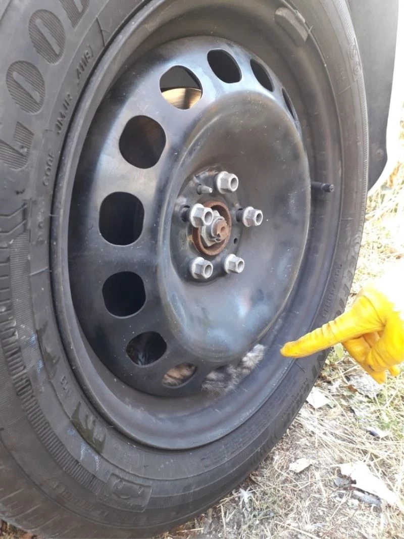 Kediler öyle bir yerde sıkıştı ki, görenler şaşıp kaldı
