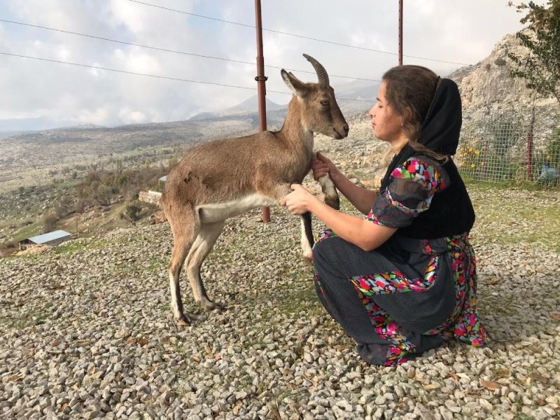 Dağ keçisi evin ‘Gule’si oldu
