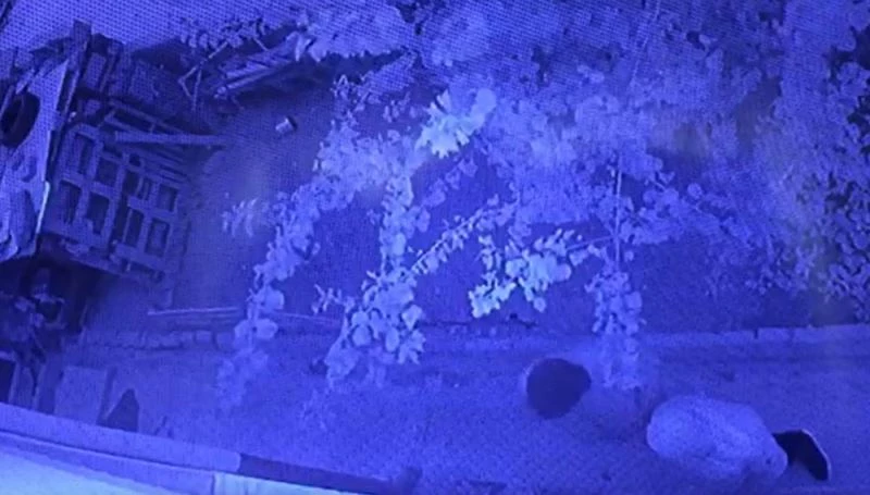 40 bin TL’lik dövüş horozunu böyle çaldılar
