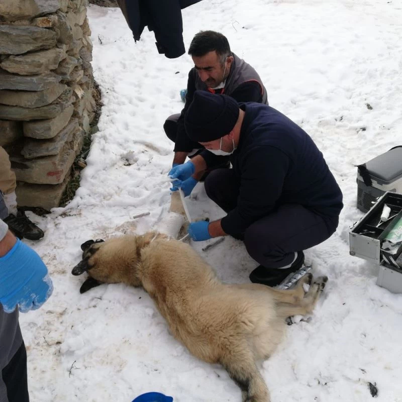 Başıboş sokak hayvanları uzman ellere emanet
