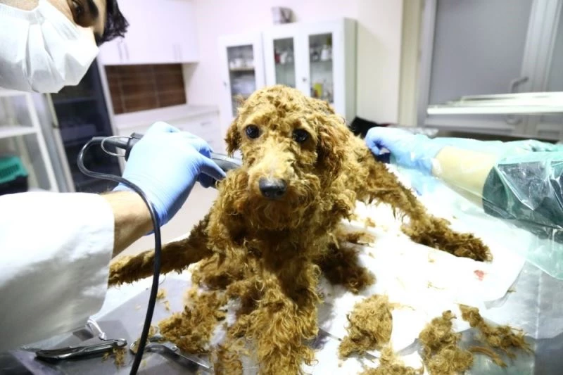 Kötü şartlardan operasyon ile kurtarılan hayvanlara Keçiören Belediyesi sahip çıktı
