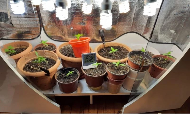 Özel düzenek kurup, kenevir yetiştirilen eve operasyon
