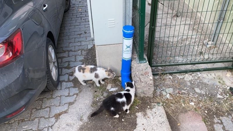 Kızılcahamam TÜGVA sokak hayvanlarına yemleme kabı yaptı
