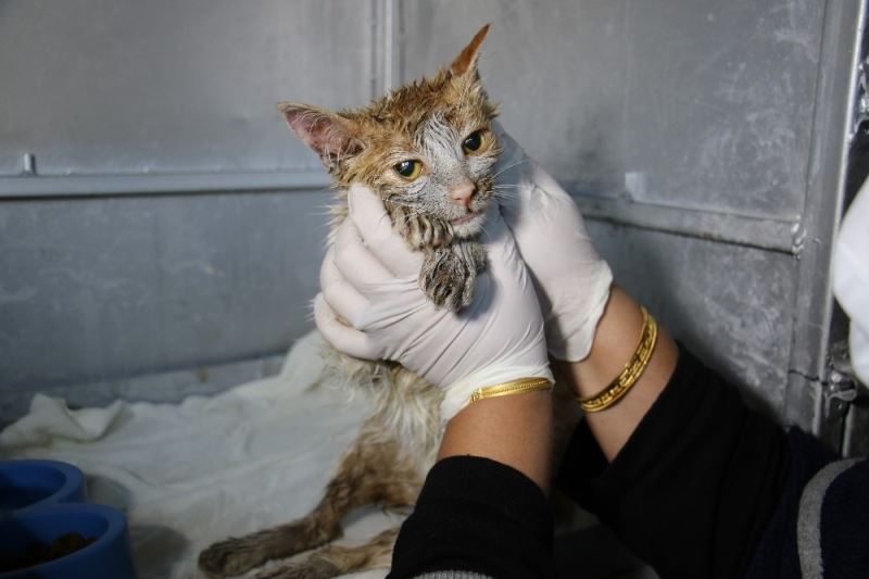 Akaryakıt tankına düşen kedi, zeytinyağı ile 2 saatte temizlendi
