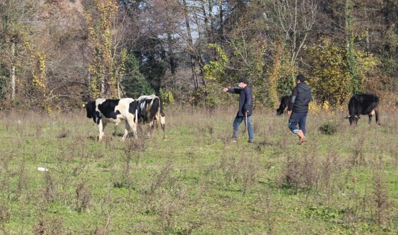 7 aydır başkasının ahırında yaşayan tosun sahibine teslim edildi
