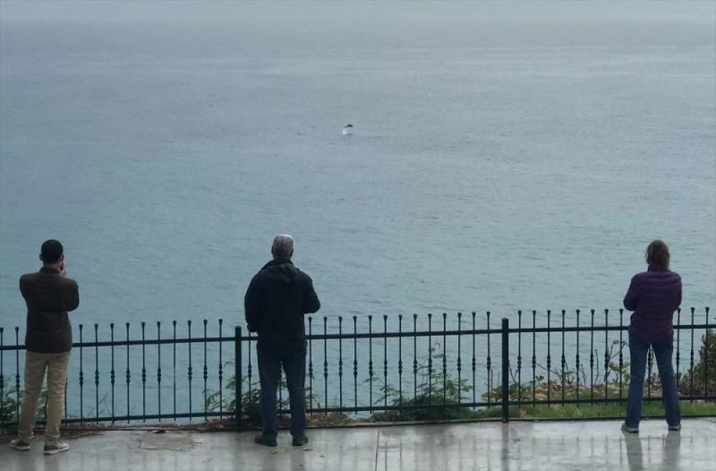 Antalya sahilinde görüntülenen yunuslar görsel şölen oluşturdu