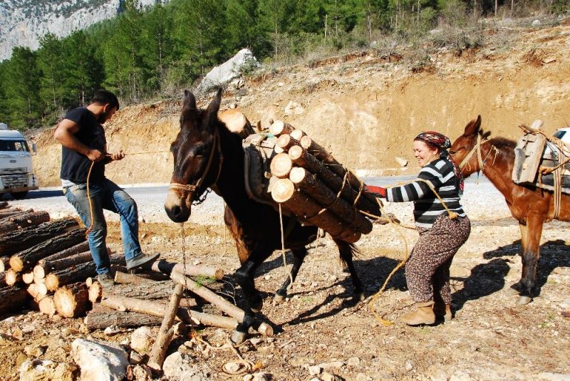 Kışın Çam, yazın Ladin ağaçlarının izini sürüyorlar, günde 500 ile 750 lira kazanıyorlar
