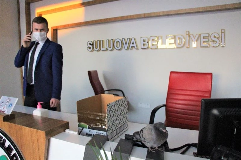 Uçamayan güvercin belediye binasına sığındı
