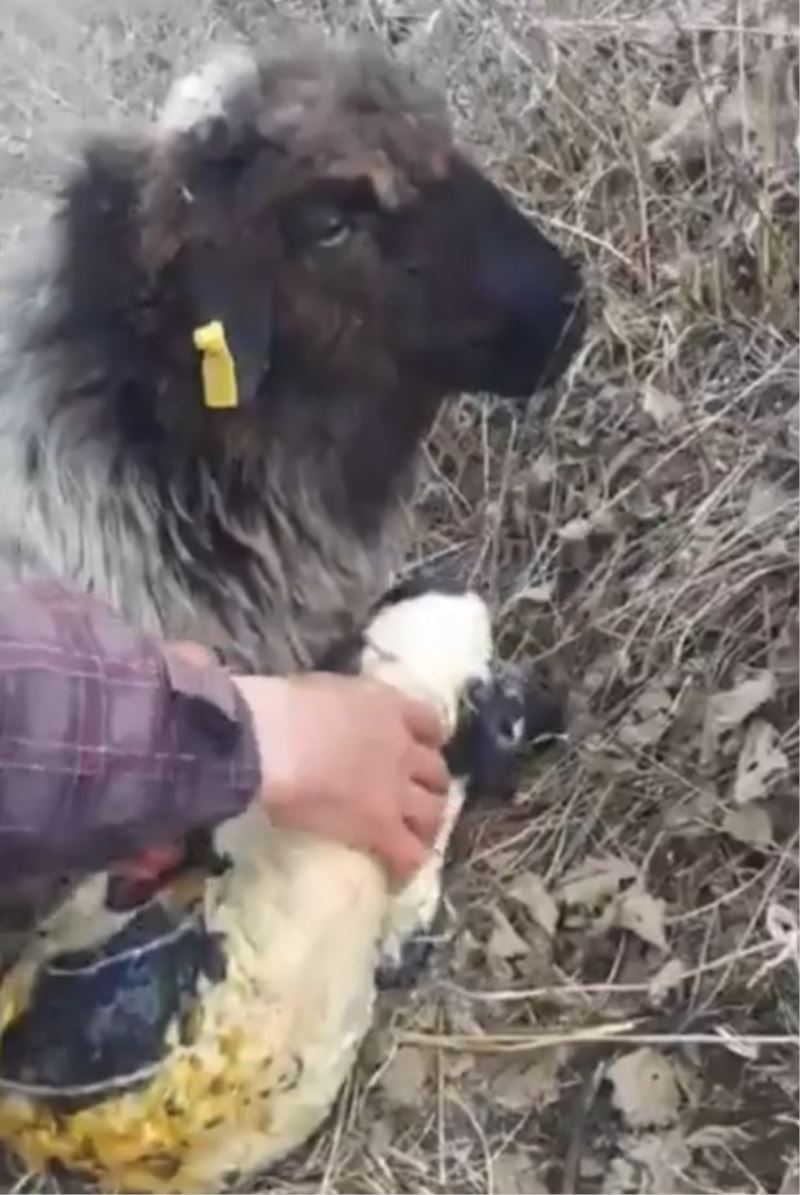 Rize’de bir çobanın yeni doğan kuzuyu yaşatma çabaları böyle görüntülendi
