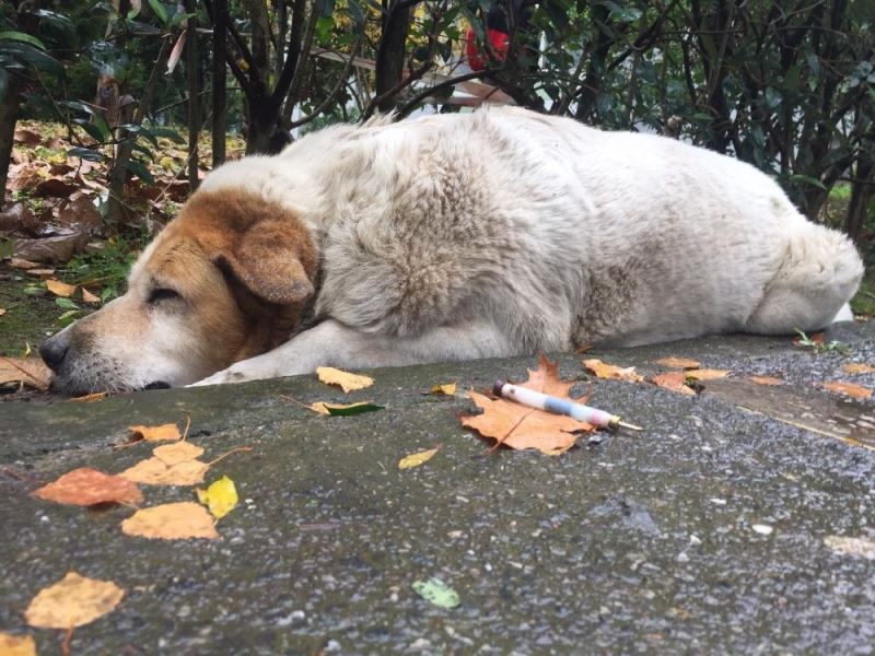 Savcılıktan köpek katliamı ile ilgili açıklama
