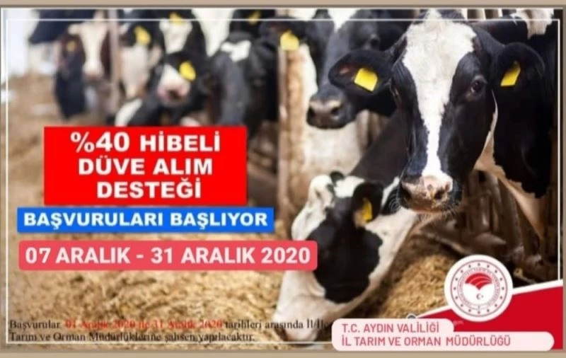 Aydın’da çiftçilere düve alım desteği verilecek
