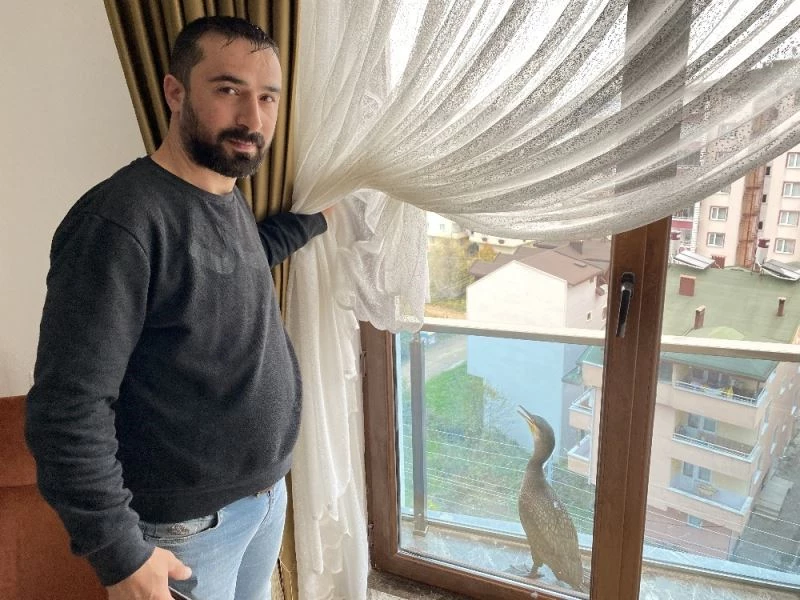Balkonda mahsur kalan karabatak kuşu kurtarıldı
