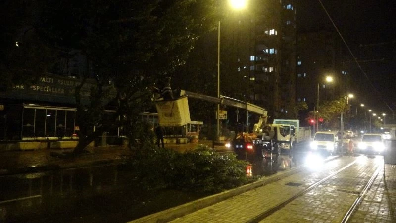 Şiddetli rüzgara dayanamayan ağaç devrildi
