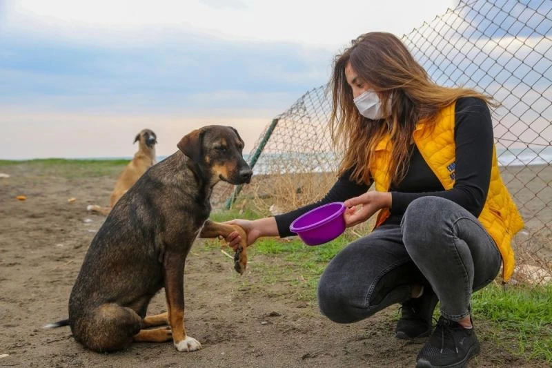 Sessizliğe bürünen sahillerde sokak köpekleri beslendi
