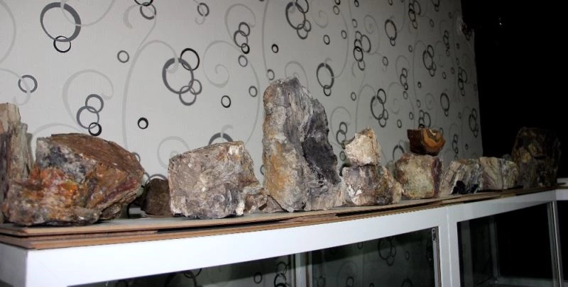 Erzurum’da 160 milyon yıllık taşlaşmış fosil ağaç bulundu
