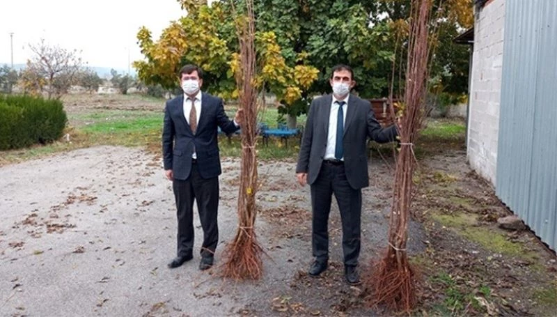 Osmaniye’de çiftçilere vişne fidanı dağıtıldı
