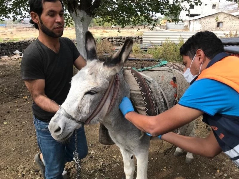 Tek tırnaklı hayvanlar kayıt altına alınıyor
