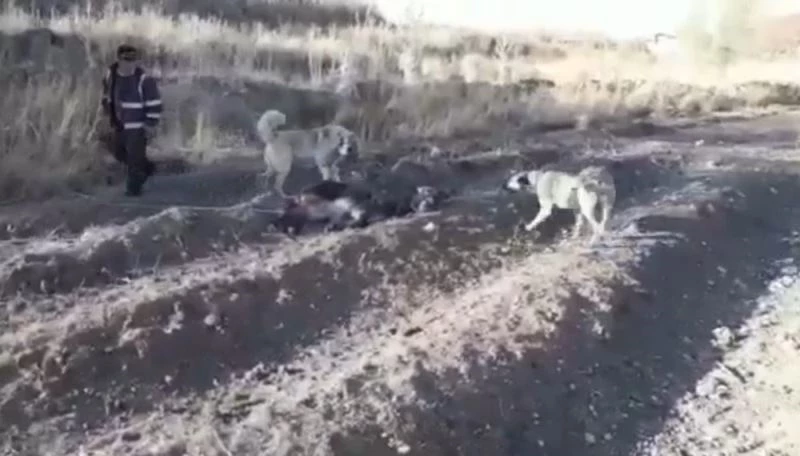 Eşeğe eziyet eden adam yakalandı
