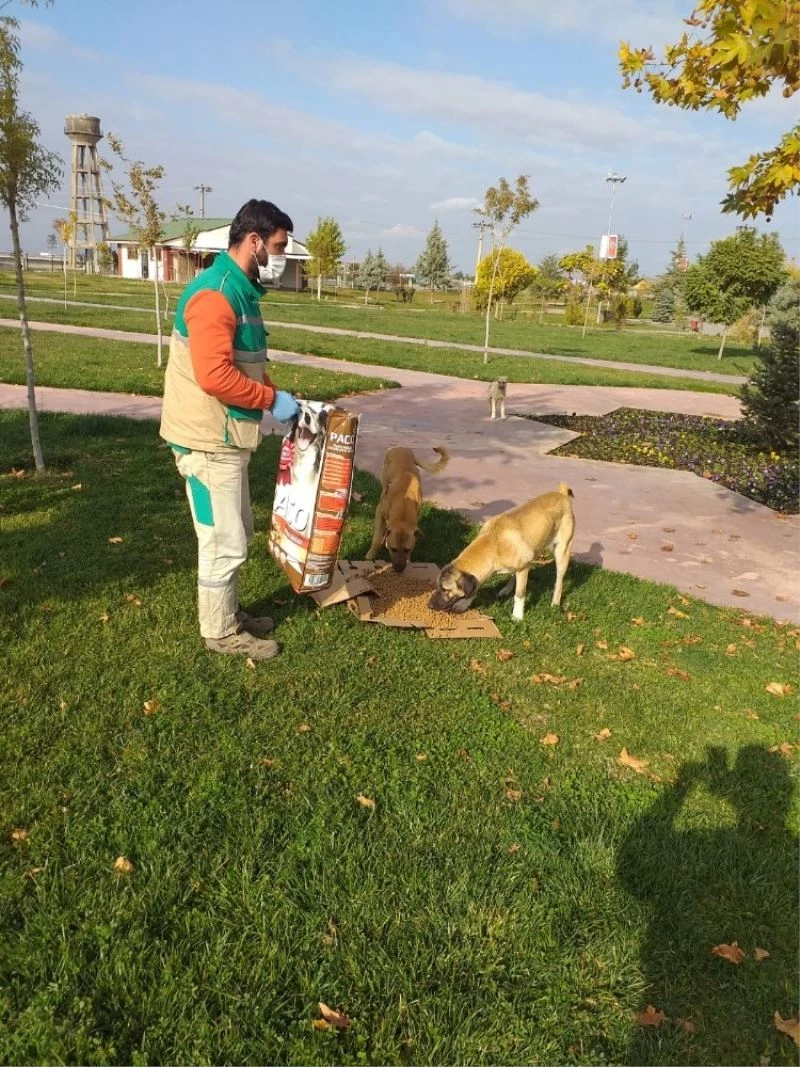 Soğuklarda ve pandemi sürecinde sokak hayvanları unutulmuyor
