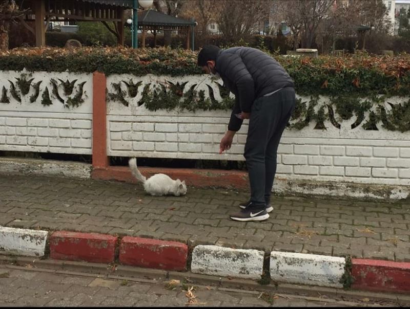 Dumlupınar’da sokak hayvanları belediye tarafından besleniyor
