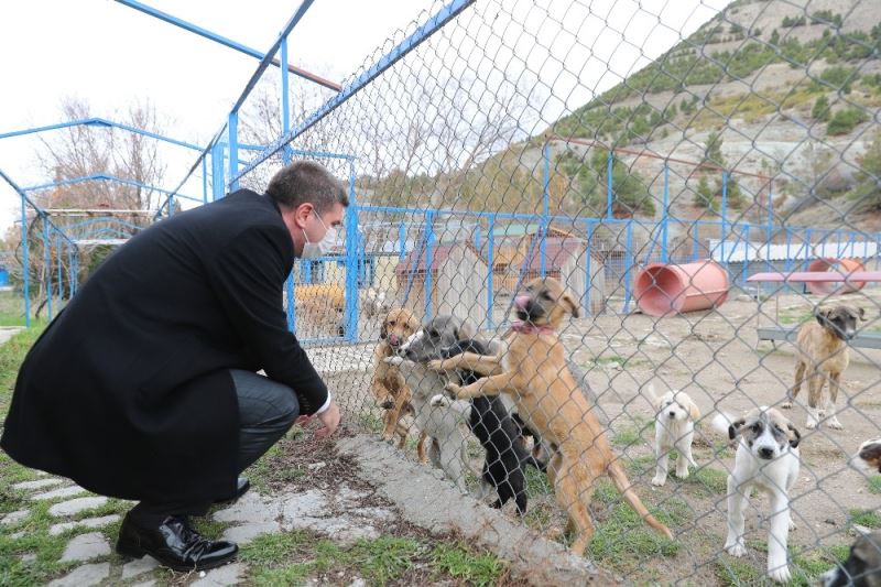 Burdur’da sokak köpeğinin katledildiği iddiasına yalanlama
