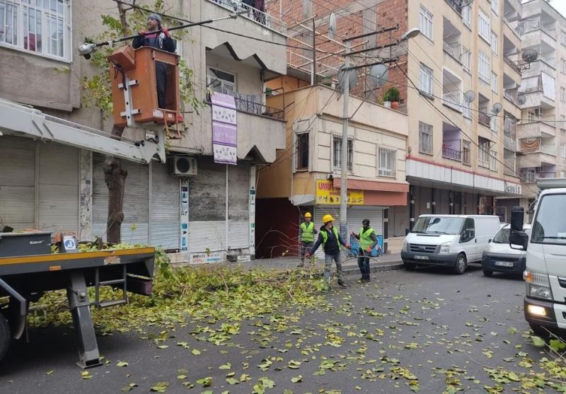 Bağlar’da kuruyan dallar temizlenerek ağaçlar canlı tutuluyor
