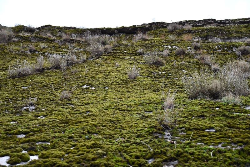 Şırnak’ta yosunlar dağları kapladı
