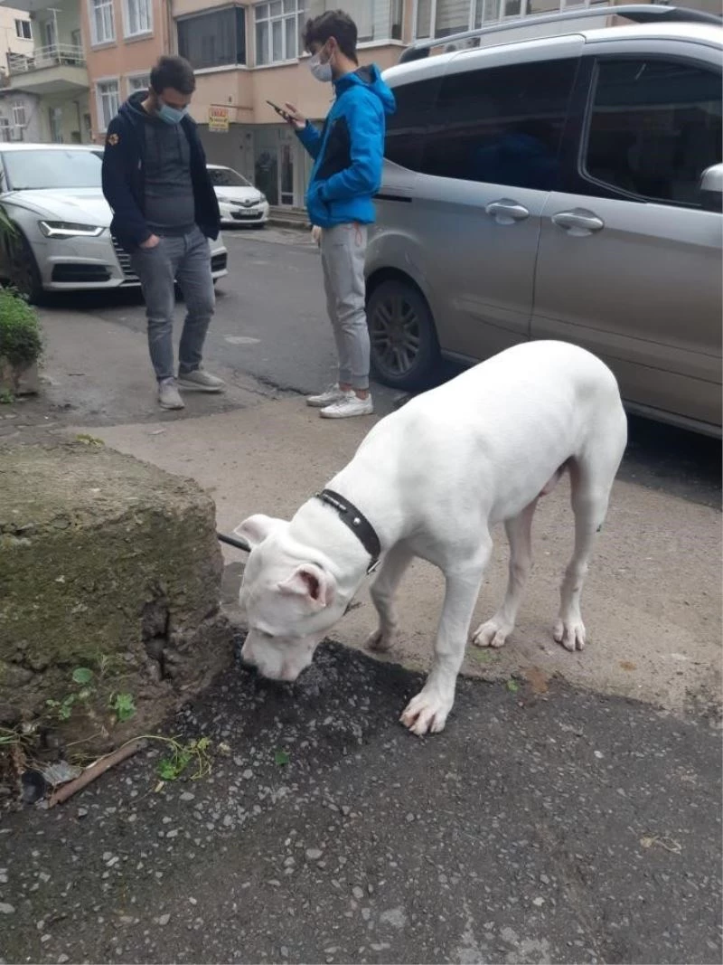 Hapis cezası ile aranan şüpheli yasak ırk köpekle yakalandı
