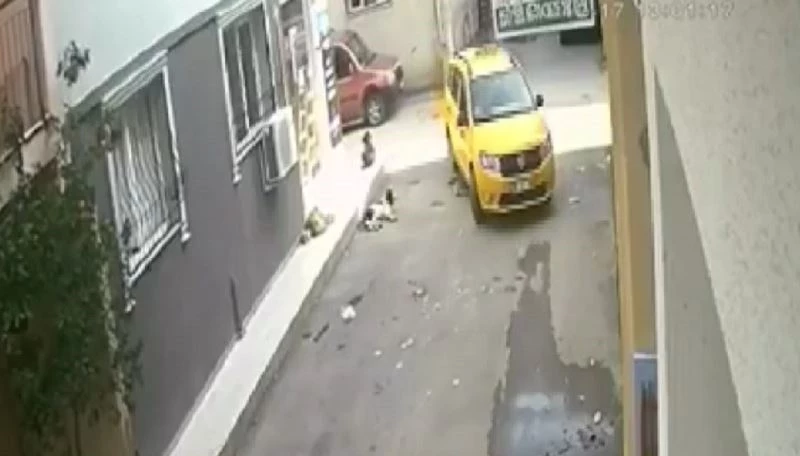 Yavru köpeği ezdi, arkasına bile bakmadı
