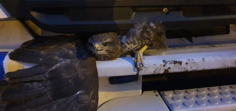 Kamyonun panjuruna sıkışan şahini itfaiye ekipleri kurtardı
