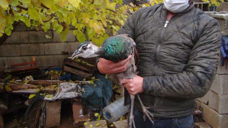 Bahçesinde bulduğu tavus kuşunu yetkililere teslim etti
