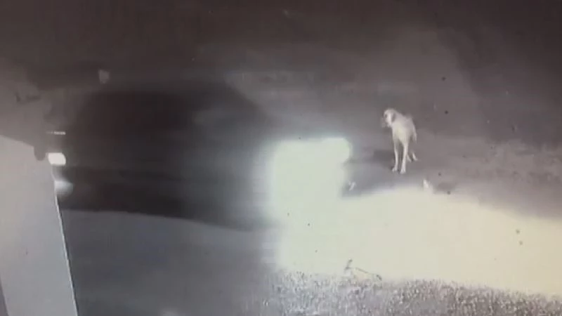 Dikkatsiz sürücü ezdi geçti, yardımına Kangal koştu
