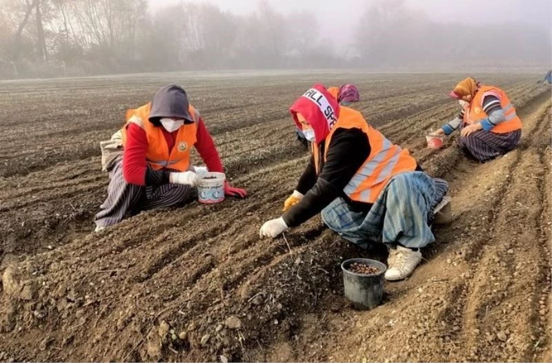 Bolu’da Türk Fındığı tohumu ekimleri devam ediyor
