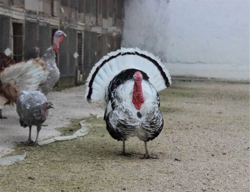 (ÖZEL) Renkleri ve güzellikleri hindileri yıl başında kesilmekten kurtardı
