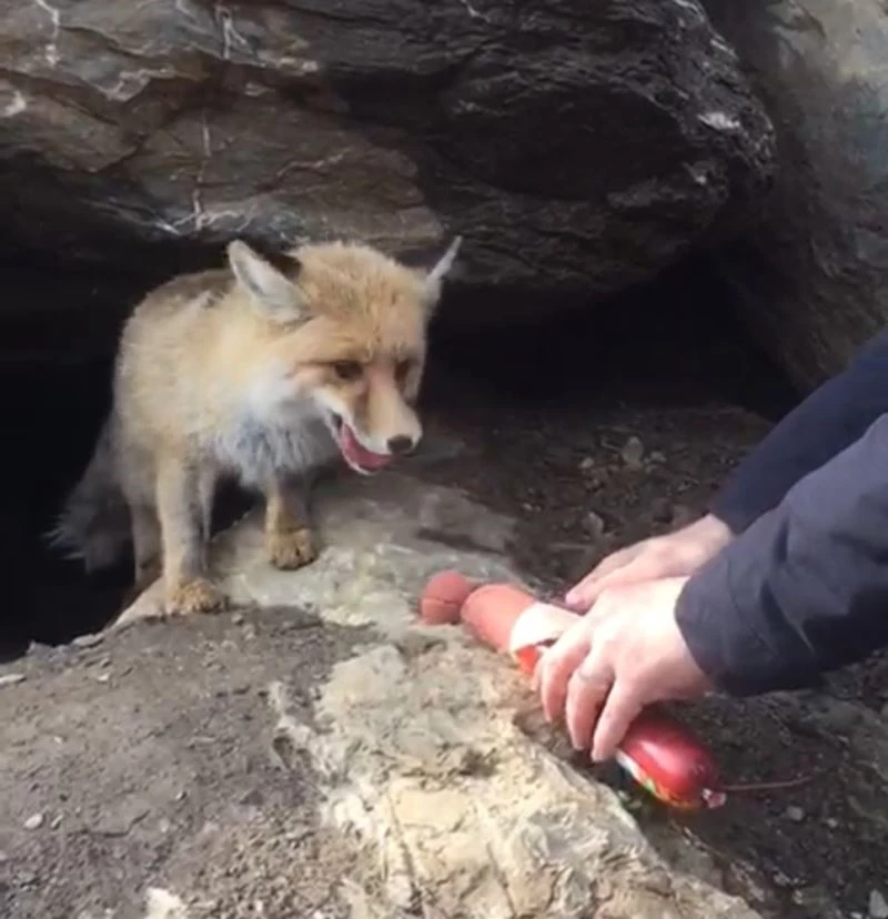 Aç tilkiye salam ziyafeti
