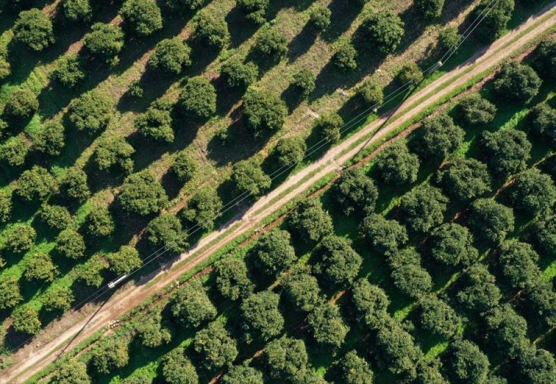 Finike portakalında hasat mesaisi sürüyor