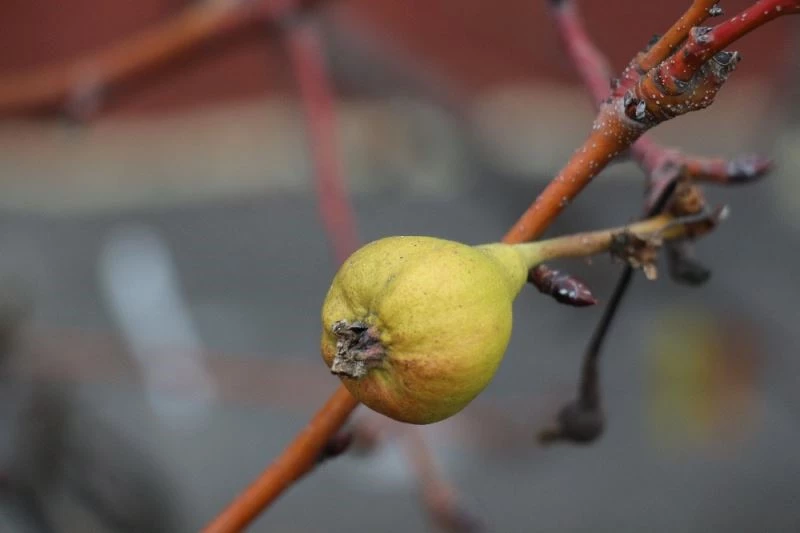 Yaz armudu aralık ayında yeniden meyve verdi
