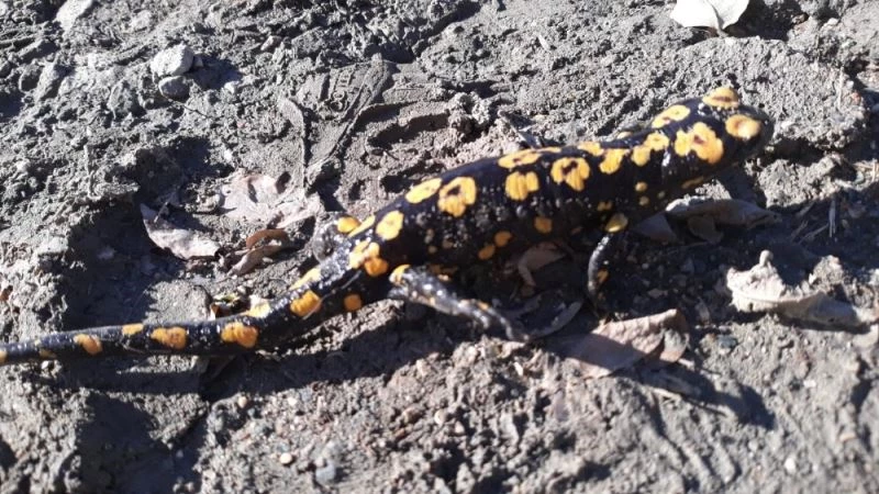 Diyarbakır’da nesli tükenme tehlikesi altında olan ‘Türk semenderi’ görüldü
