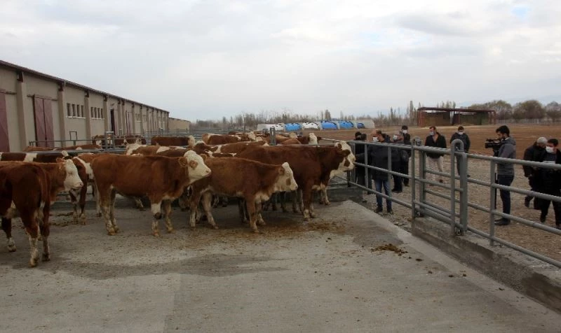 Erzincan’da 500 Başlık Düve Üretim Merkezinin ilk parti Simental cinsi düveleri İsviçre’den geldi
