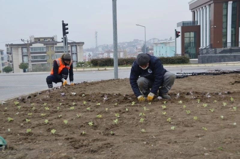 Suluova’da mevsimsel çiçekler toprakla buluşuyor
