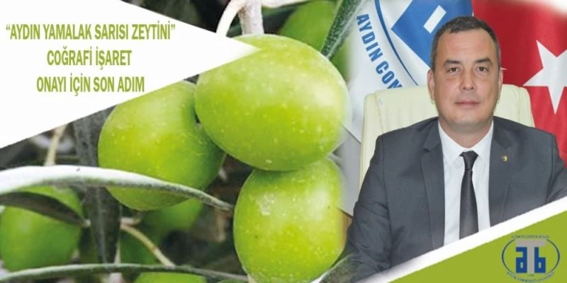 Aydın’a özgü Yamalak Sarısı Zeytini’nde sona gelindi
