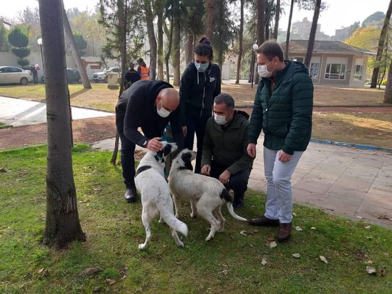 Sokağa çıkma kısıtlamasında Aydın’daki sokak hayvanları yalnız bırakılmadı
