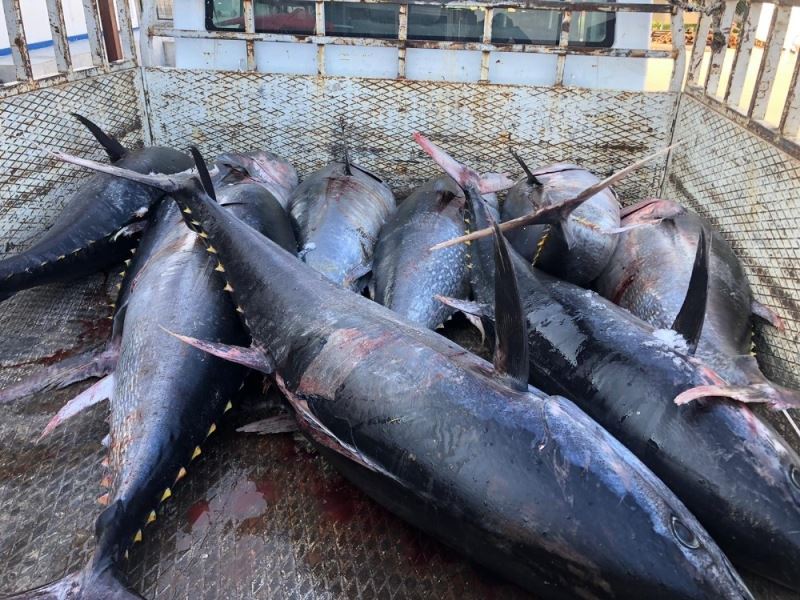 Mersin’de avlanması yasak mavi yüzgeçli orkinos balığı ele geçirildi
