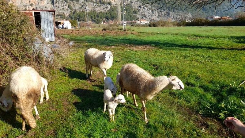 Marmaris’te çobanlara kurt ve domuz korkusu sardı
