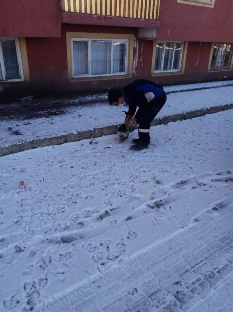 Kısıtlamalarda sokak hayvanları unutulmuyor
