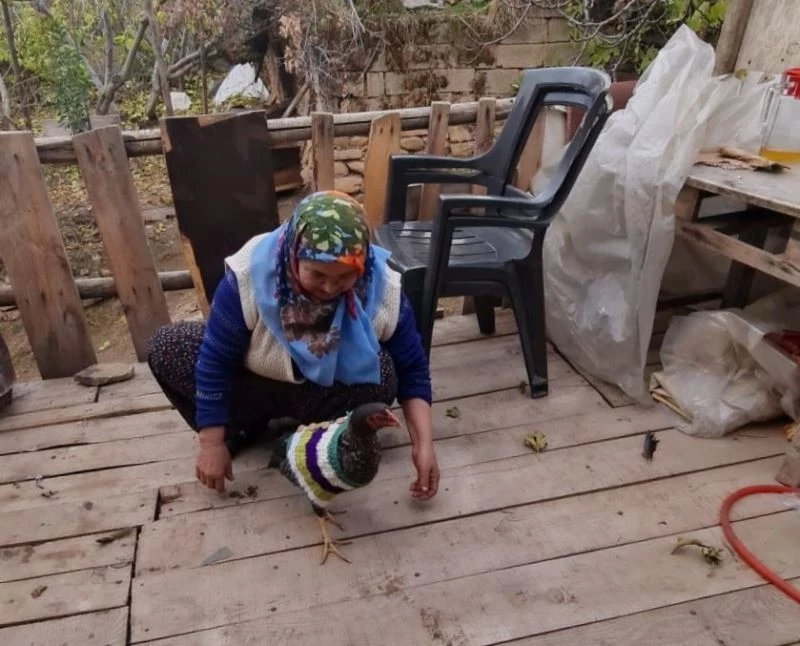 Tavukları üşümesin diye kazak ördü
