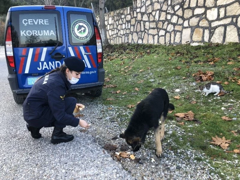 Jandarmanın can dostlara merhameti gönülleri fethetti
