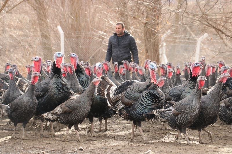 10 tane hindiyle başladı, sürü sahibi oldu, yılbaşını iple çekiyor
